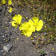 helianthemum scoparium